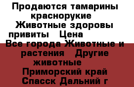 Продаются тамарины краснорукие . Животные здоровы привиты › Цена ­ 85 000 - Все города Животные и растения » Другие животные   . Приморский край,Спасск-Дальний г.